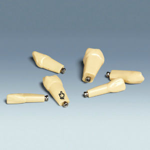 Anatomisches Modell / Zahn 1