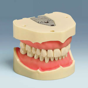 Anatomisches Modell / Gebiss 1