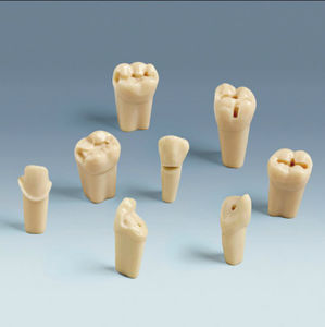 Anatomisches Modell / Zahn 1