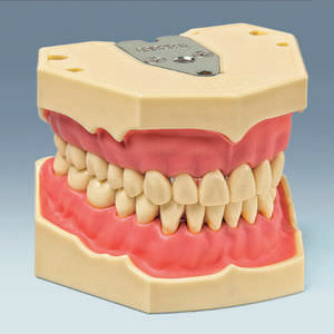 Anatomisches Modell / Gebiss 1