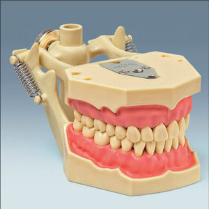 Anatomisches Modell / Gebiss 1