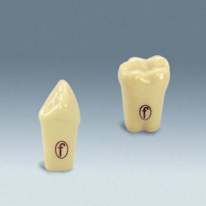 Anatomisches Modell / Zahn 1