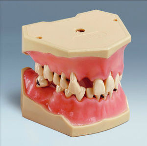 Anatomisches Modell / Gebiss 1