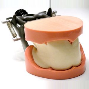 Anatomisches Modell / Unterkiefer 1