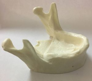 Anatomisches Modell / Unterkiefer