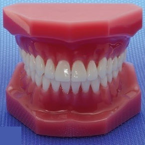 Anatomisches Modell / Dental 1