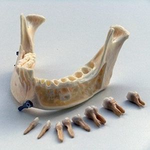 Anatomisches Modell / Unterkiefer 1