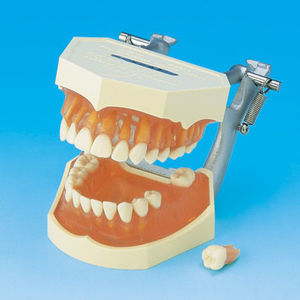 Anatomisches Modell / Gebiss