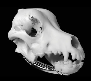 Anatomisches Modell / Kopf