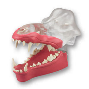Anatomisches Modell / Gebiss 1