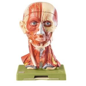 Anatomisches Modell / Kopf 1