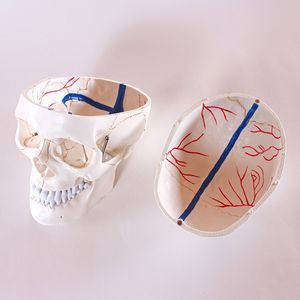 anatomisches Schädelmodell