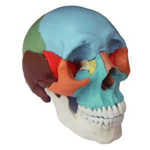 anatomisches Schädelmodell