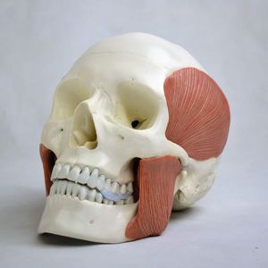 anatomisches Schädelmodell