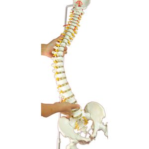 Anatomisches Modell / Wirbelsäule