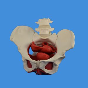 Anatomisches Modell / Becken