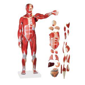 Anatomisches Modell / Ganzkörper