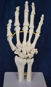 anatomisches Skelettmodell