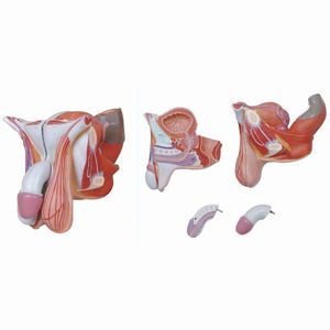 Anatomisches Modell / der männlichen Geschlechtsorgane