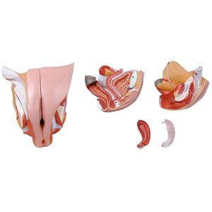 Anatomisches Modell / der weiblichen Geschlechtsorgane