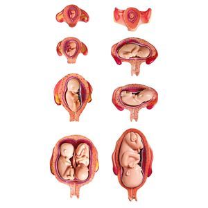 Anatomisches Modell / Gebärmutter