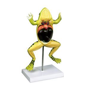 Anatomisches Modell / Ganzkörper