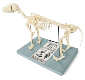 anatomisches Skelettmodell