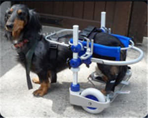 Rollstuhl für Tierarztpraxis / für Hunde