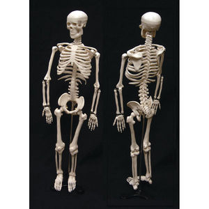 Skelett Anatomisches Modell / für Ausbildung / mit Gelenk