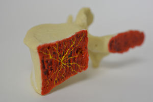 Anatomisches Modell / Lendenwirbel 1