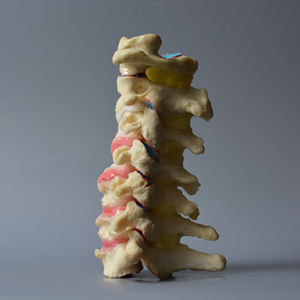 Anatomisches Modell / Halswirbel