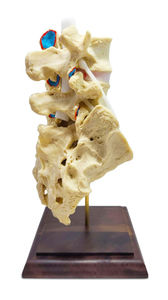 Lendenwirbelsäule anatomisches Modell