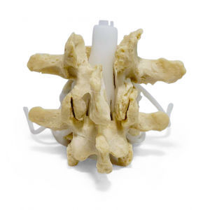 Anatomisches Modell / LWS