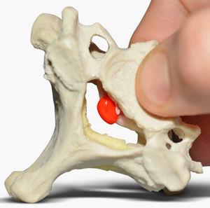 Anatomisches Modell / Wirbel