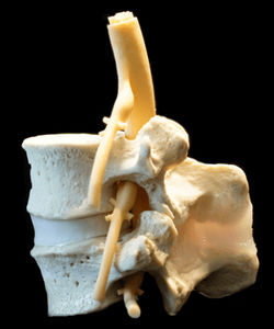 Anatomisches Modell / LWS 1