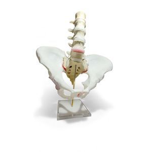 Anatomisches Modell / Becken