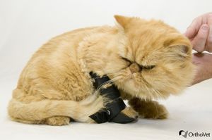 Veterinär-Schiene / für Pfote