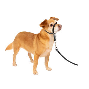 Hundekragen