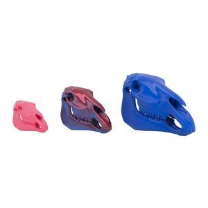 Anatomisches Modell / für Veterinärmedizin
