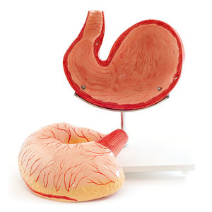 anatomisches Magenmodell