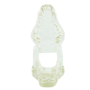 Anatomisches Modell / Zahn 1