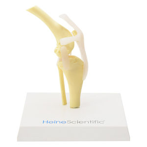 Anatomisches Modell / Knie