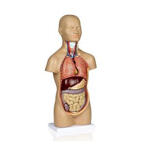 Anatomisches Modell / Oberkörper 1