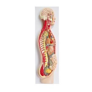 Anatomisches Modell / Sympatikussystem 1