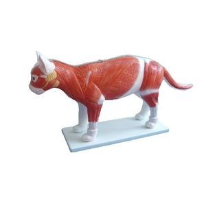 Anatomisches Modell / Ganzkörper 1
