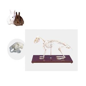 anatomisches Skelettmodell