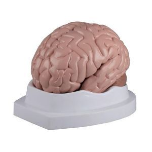 anatomisches Gehirnmodell 1
