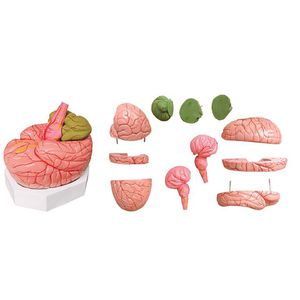 Anatomisches Modell / Gehirn / für Ausbildung