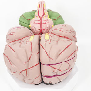 anatomisches Gehirnmodell 1