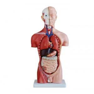 Anatomisches Modell / Oberkörper 1